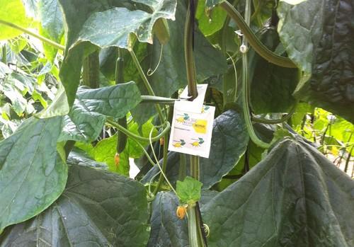 Swirski-Mite LD se convierte en la herramienta de referencia  para el control biológico en pepino de invierno