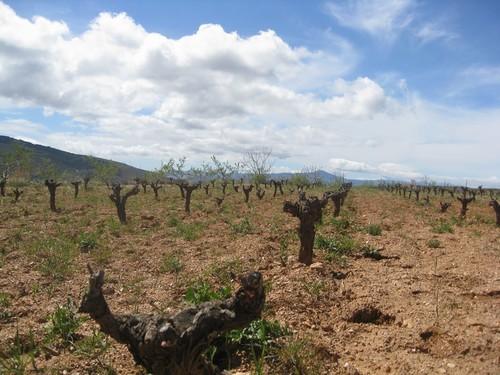 La Junta destina cerca de 11 millones de euros para la promoción de vinos andaluces en terceros países desde 2012