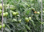 IFAPA prepara un curso sobre fertilización-fertirrigación de los cultivos hortícolas protegidos