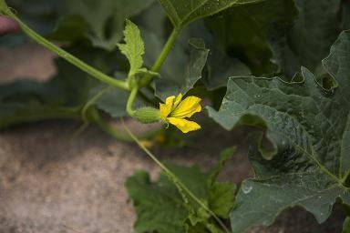 El New Delhi no es la única amenaza para la campaña de melón y sandía