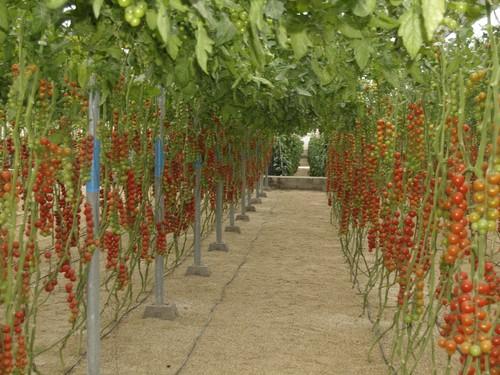 Almería cuenta con más de 2.900 hectáreas de productos hortofrutícolas aseguradas