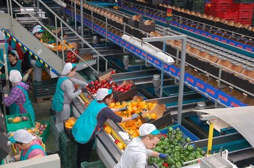 El número de empresas alimentarias exportadoras aumenta un 7,6 por ciento en 2013 hasta un total de 17.292