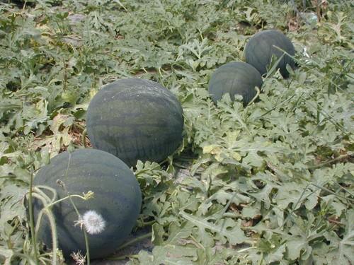 La Junta alerta de que ya se dan las “condiciones climáticas óptimas” para la proliferación de la rosquilla verde en sandía