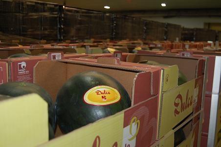 Vegacañada inicia esta semana la comercialización de sandía con su marca ‘Dulce de Vega’ y en una semana lo hará con ‘Fashion’