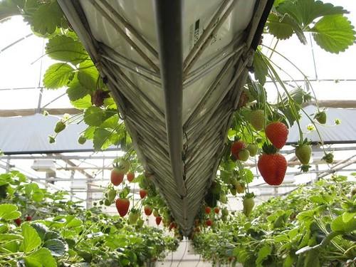 La Junta celebra una jornada sobre el cultivo de fresas y moras en invernaderos, como alternativa a los hortícolas