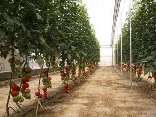 El Comité mixto franco-hispano-italiano de frutas y hortalizas acuerda posiciones comunes en materia fitosanitaria y en la aplicación de la OCM