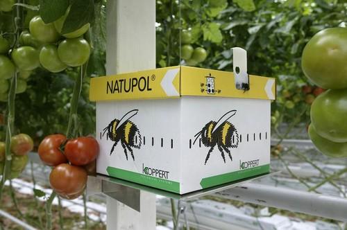 Koppert apuesta en Expolevante por extender el control biológico durante toda la campaña agrícola