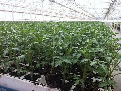 Semilleros El Plantel registra un récord de pedidos de injerto de tomate esta campaña