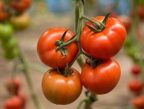 Yüksel Tohum, calidad y experiencia en el desarrollo de semillas hortícolas
