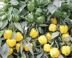 Meridiem Seeds apuesta por Alvarado y Tolteca, dos California amarillos excelentes