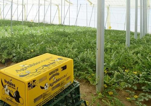 Agrobío lanza su nueva colmena ‘Inversus’ para la polinización de frutales y otros cultivos
