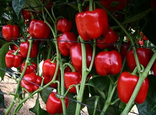 El ciclo largo en pimiento ofrece más producción y rentabilidad al agricultor