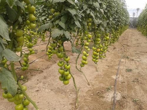 Campo de Níjar, una agricultura pionera con más de 1.000 hectáreas de ecológico