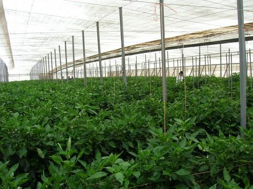 La Junta de Andalucía celebra una jornada desinfección de suelos en cultivos hortícolas protegidos