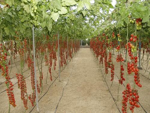 Tomate y pimiento italiano se venden a precios irrisorios en las subastas en los últimos días