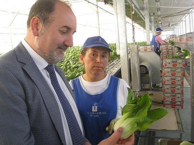 El 46,5% de las verduras frescas que exportó España en el primer trimestre de este año son de Almería