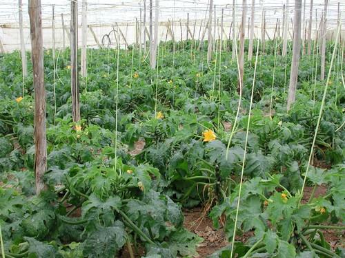 El seguro de hortícolas amplía su plazo de contratación hasta el 15 de octubre