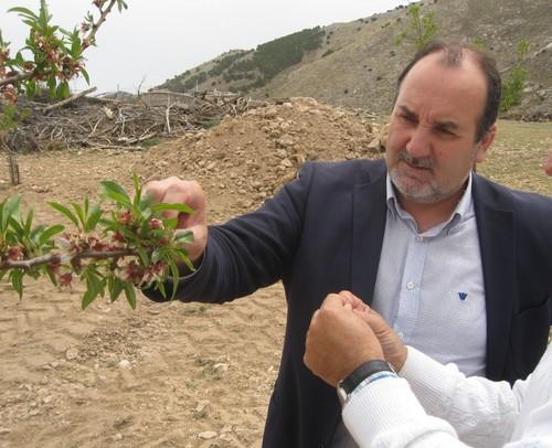 La Junta celebra un curso sobre poda en verde de almendro, en la comarca del Alto Almanzora