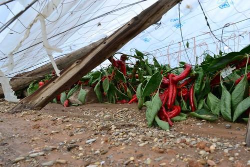COAG recuerda a los agricultores que es primordial asegurar sus explotaciones agrícolas en tiempos de crisis