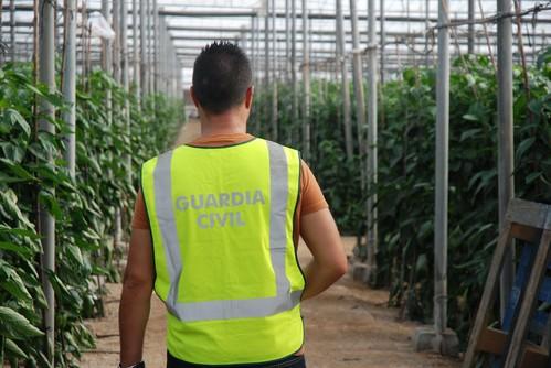 La Guardia Civil detiene al autor del robo de 3.000 kilos de melones de una explotación agrícola