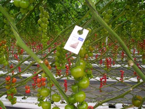 La Junta autoriza una batería de sustancias para su uso en hortícolas protegidos en el marco del Reglamento de Producción Integrada
