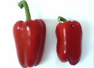 El lamuyo rojo se mantiene como la hortaliza con mejor precio en junio