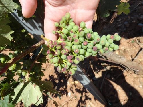 ASAJA pide medidas para los agricultores afectados por el granizo en Laujar