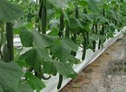 El pepino es el tercer producto más rentable de la provincia almeriense