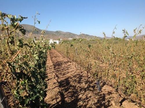 ASAJA valora en 7,9 millones de euros las pérdidas ocasionadas por el granizo en Laujar de Andarax