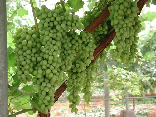 FEPEX denuncia la destrucción de fruta española por parte de agricultores franceses