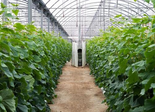 Cristalplant muestra en unas jornadas cómo hacer un buen injerto de pepino