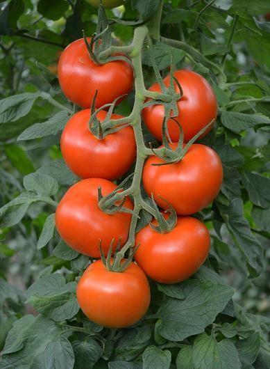 El tomate Paladium confirma su calidad excepcional con precios más altos para los ramos de calibre G