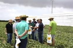 La marca Nunhems® presenta sus soluciones top de melón y sandía