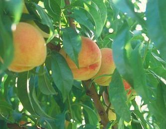 Melocotones y nectarinas lideran la producción de frutales, estimada para 2014 con cerca de 165.000 toneladas
