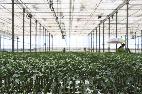 Saliplant incrementa un 20% el número de plantas de tomate