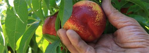 Los agricultores pedirán hoy a Tejerina una solución urgente a la crisis de la fruta agravada por el veto de Rusia