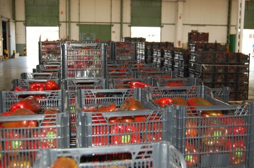 Agroponiente mantiene su actividad y servicio a agricultores y clientes en verano, desestacionalizando su producción