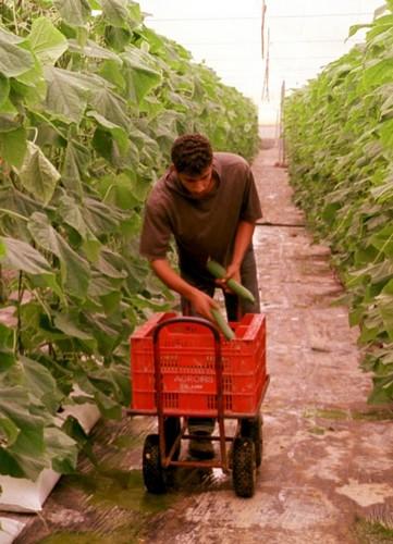El sector agrario almeriense contó, en julio, con 22.375 extranjeros afiliados a la Seguridad Social