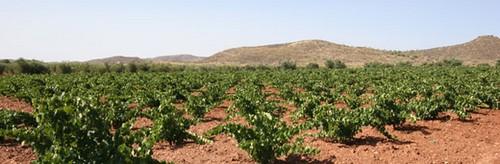  Comienza el plazo para solicitar la aprobación de planes del régimen de reestructuración y reconversión de viñedos 2014
