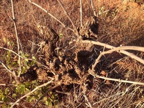 ASAJA considera el olvido con los afectados por el granizo de Laujar de insólito y decepcionante