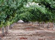 La Junta abre una segunda convocatoria de las ayudas para los planes de reestructuración de viñedo