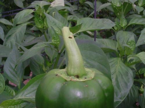 La RAIF alerta de la presencia de orugas en los cultivos de pimiento