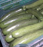 Octubre comienza con fuertes subidas en las cotizaciones de pepino y calabacín