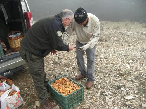 La Junta autoriza recoger un máximo de cinco kilos de setas por persona y día en terrenos forestales, solo para autoconsumo