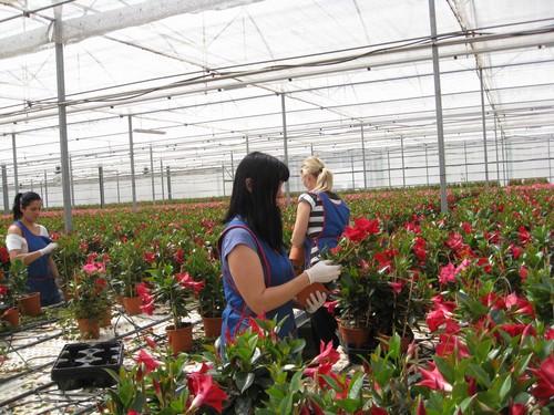 El valor de las exportaciones de plantas vivas y flores de Almería se incrementa un 15,2% entre enero y agosto pasados