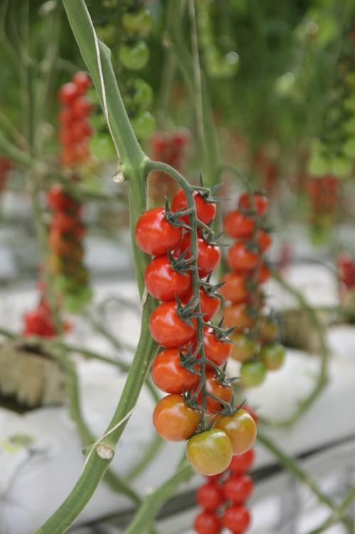 La UE retira una partida de tomate cherry español de supermercados de Alemania, Holanda y Suecia por triplicar los LMR de etefón