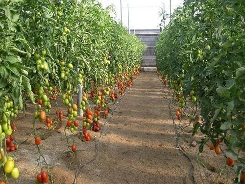ASAJA plantea alegaciones al borrador de la Orden de módulos del Gobierno que deja fuera a las producciones agrícolas y ganaderas de la provincia