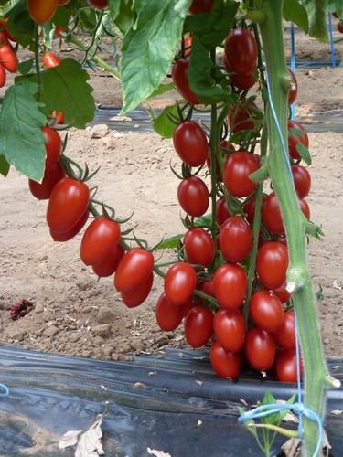 ASAJA  acerca la producción integrada de plagas a los cultivos al aire libre