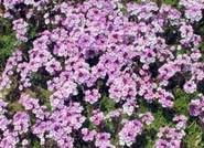 Almería establece un récord por el valor de las exportaciones de productos de floricultura