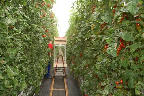 EL PAÍS se hace eco del incremento en un 50% de las exportaciones de tomate de Marruecos a la UE